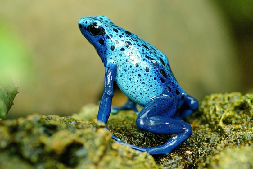 A blue frog sitting on a rock