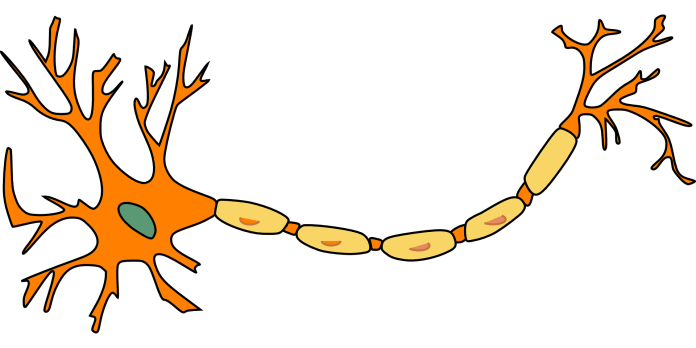 Neuron