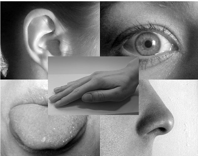 Body parts representing the 5 senses: ear, eye, hand, tongue, nose.